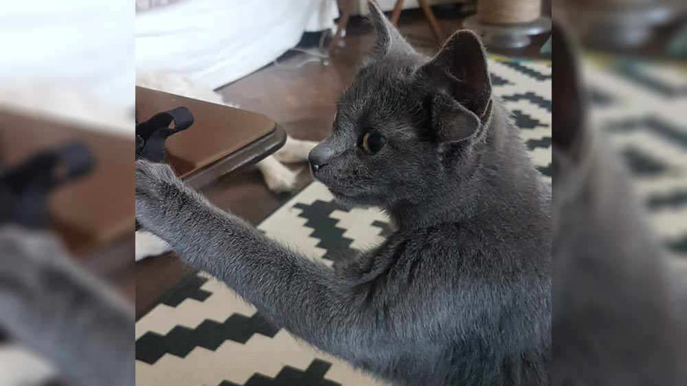 গ্রিক পুরাণ অনুযায়ী মিডাস এক রাজার নাম। তাঁর স্পর্শে সব কিছুই সোনায় পরিণত হত। সেই থেকেই বিড়ালছানার এমন নামকরণ করে ওই পরিবার।