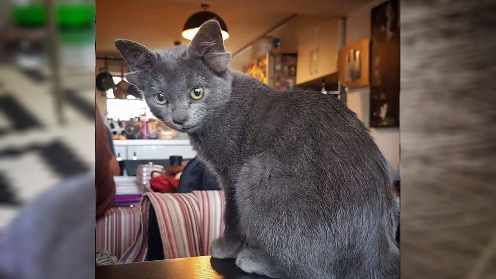 ওই পরিবারের মনে হয়েছিল, তার এই অদ্ভুত রূপের জন্যই হয়তো তাকে ভুগতে হবে। তাকে কেউই ভালবাসবে না, কেউ তাকে আশ্রয় দিতে চাইবে না।