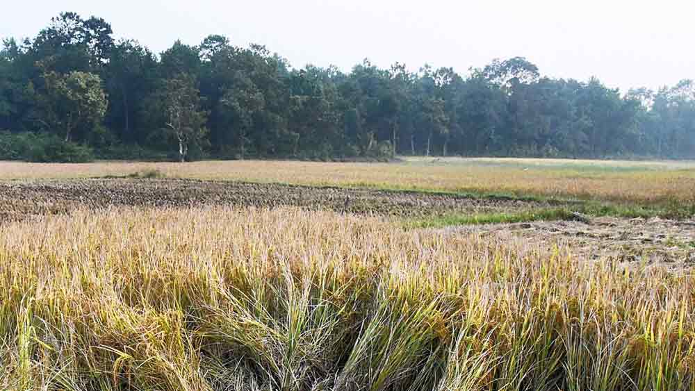 এই জায়গায় ঘটনাটি ঘটে বলে অভিযোগ।