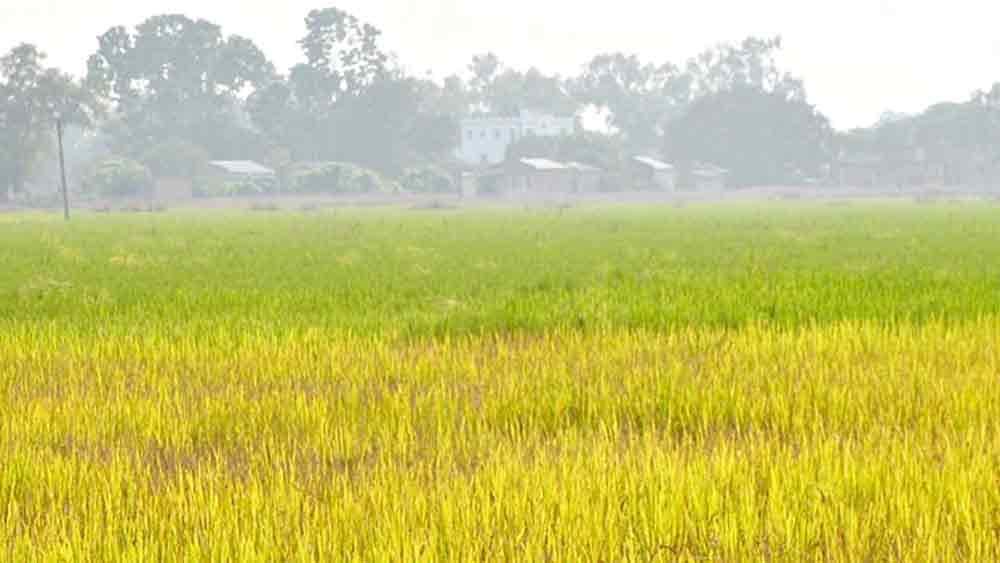 আমতায় পাক ধরেছে ধানে। ছবি: সুব্রত জানা। সিঙ্গুরে কিছু জমিতে ধান কাটা শুরু হয়েছে (নীচে)। 