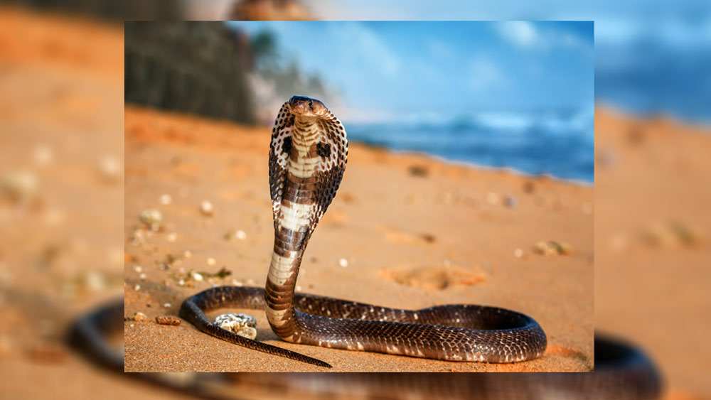 নিথর শরীরে উপরে ঘোরাফেরা করে বিছানা থেকে নেমে যাওয়ার উপক্রম করতেই সাপটির মাথা চেপে ধরে উথরার বাঁ হাতে তার বিষদাঁত নিজে বসিয়ে দেন সূর্য। এই ভাবে দু’বার সাপের দাঁত বসিয়ে দেন তিনি। উথরার ময়নাতদন্তের পর একই জায়গায় দু’বার সাপের ছোবল দেখেই সন্দেহ হয় তদন্তকারীদের। কারণ সাপ সাধারণত অকারণে দু’বার কামড়ে বিষ নষ্ট করতে চাইবে না। পাশাপাশি আরও কয়েকটি বিষয় তদন্তকারীদের ভাবিয়ে তুলেছিল।