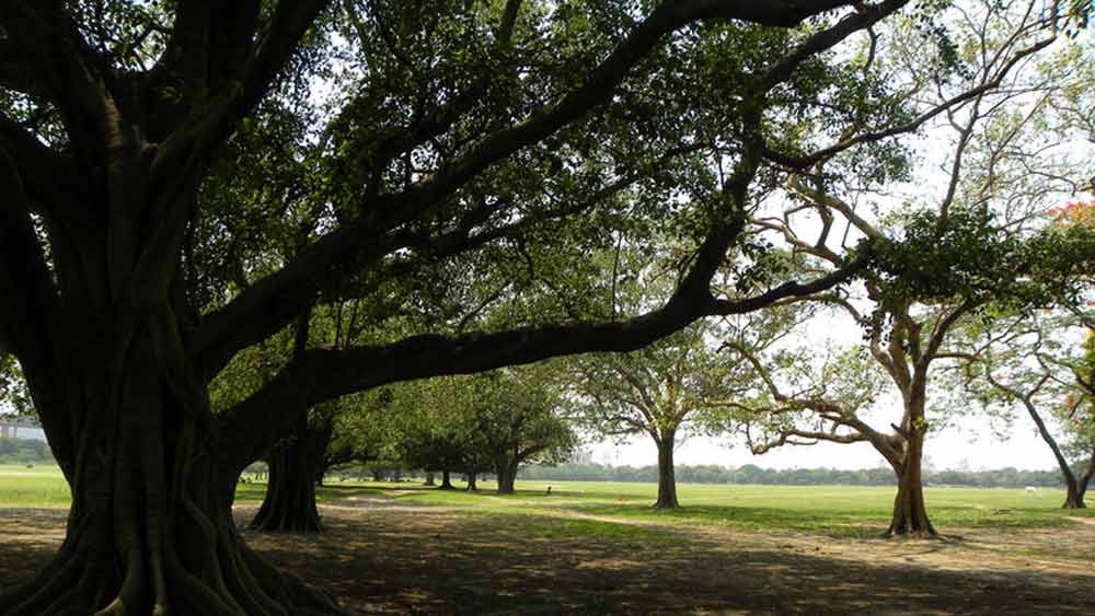 অতীতের জঙ্গলঘেরা জায়গা থেকে গড়ে ওঠা নতুন গড়ের মাঠ হয়ে ওঠে ব্রিটিশ ও ইউরোপীয়দের প্রিয় জায়গা। প্রান্তবাসীদের আগেই সরানো হয়ে গিয়েছিল। ক্রমে শ্বেতাঙ্গদের দাপটে সরে যেতে থাকেন বাঙালি ধনীশ্রেণিও। দেব পরিবার সরে যায় শোভাবাজারে। টেগোররা ভদ্রাসন করে জোড়াসাঁকো আর পাথুরিয়াঘাটায়। ঘোষালরা চলে যায় ভূকৈলাস, বা আজকের খিদিরপুরে।