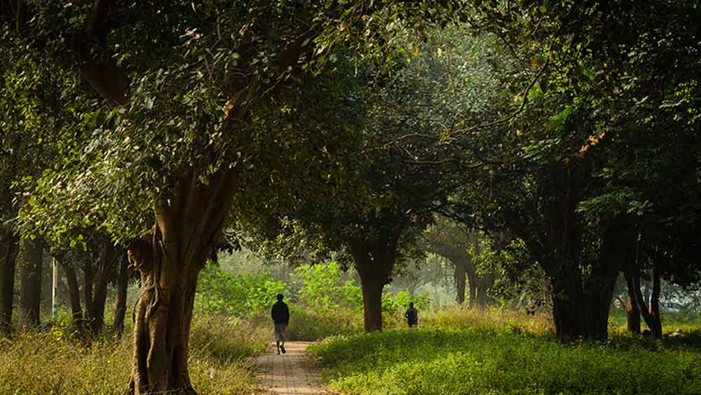দ্রুত গাছ কেটে এগোতে থাকে শহর। ধর্মের নামে নিজেদের অস্তিত্ব টিকিয়ে রাখে বট, অশ্বত্থের মতো গাছ। সে টুকু না হলে হয়তো গড়ের মাঠ আরও বেশি বৃক্ষশূন্য হয়ে পড়ত। তবে, কলকাতা প্রসারিত হওয়ার পরে ব্রিটিশরা সৌন্দর্যায়নের জন্য নানা ধরনের গাছ লাগিয়েছিল।