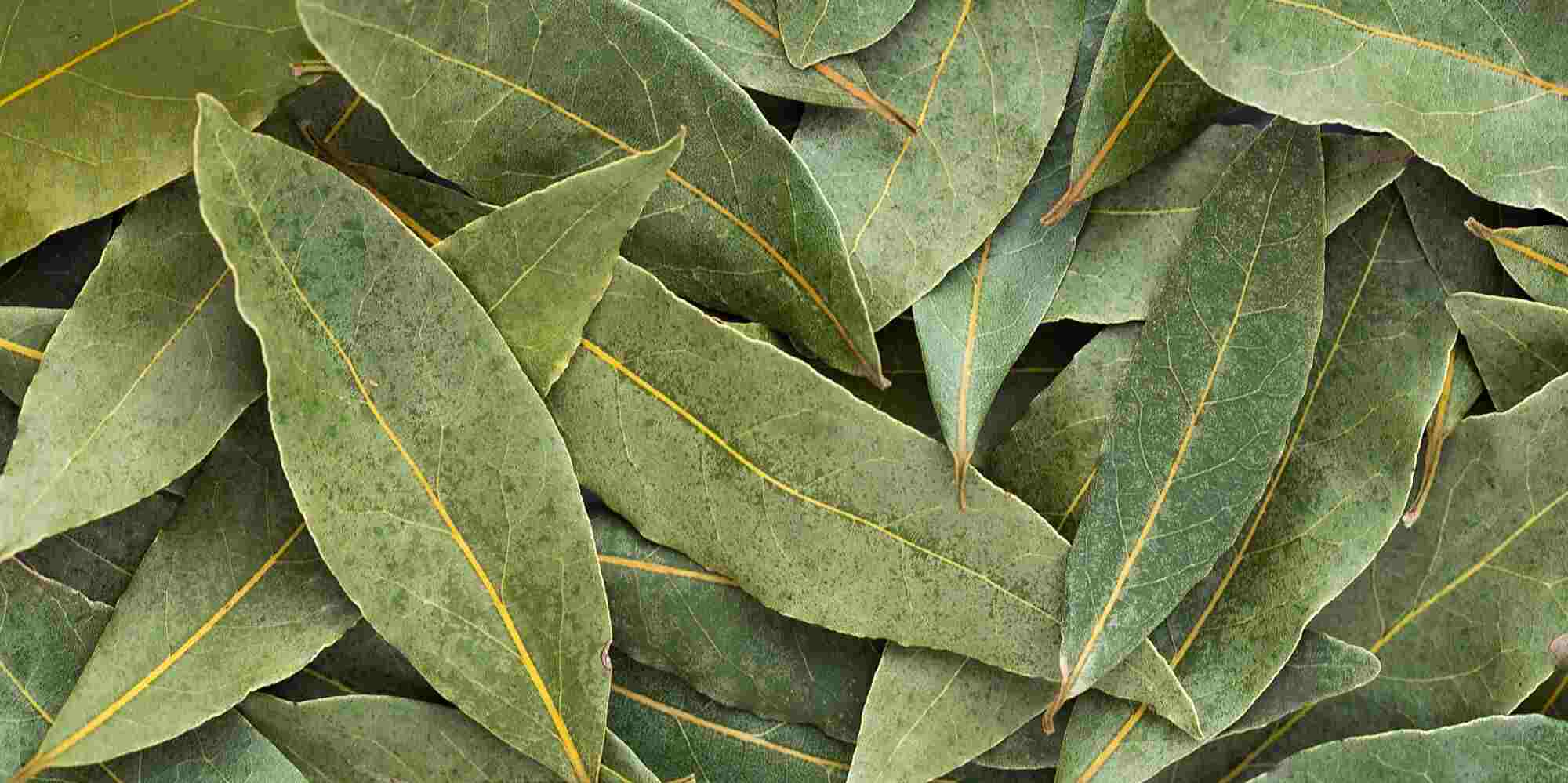 রান্নায় অতিরিক্ত হলুদের স্বাদ নিমেষে কমিয়ে আনবে তেজপাতা।