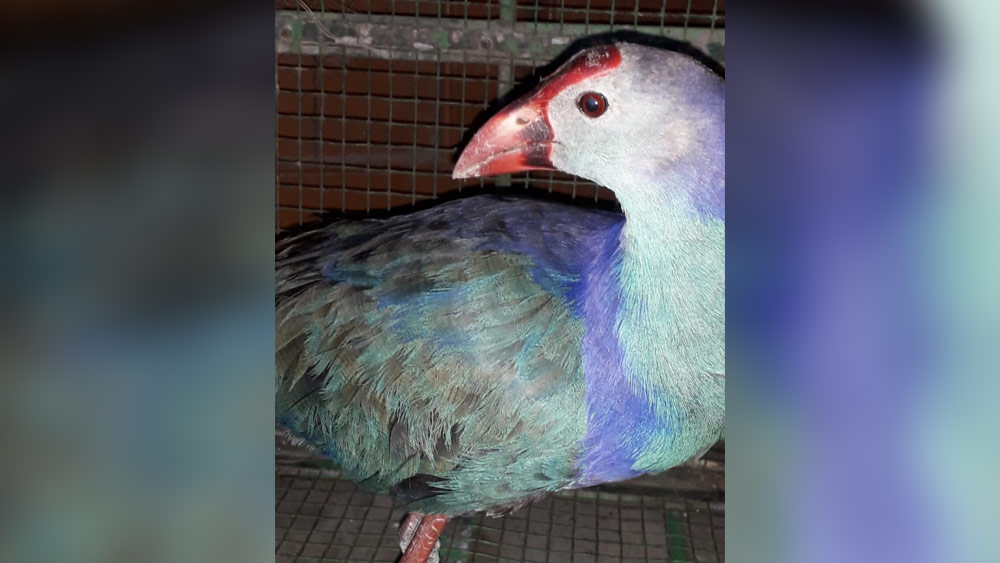 বেগুনি কালেম বা ‘পার্পল সোয়াম্প হেন’।