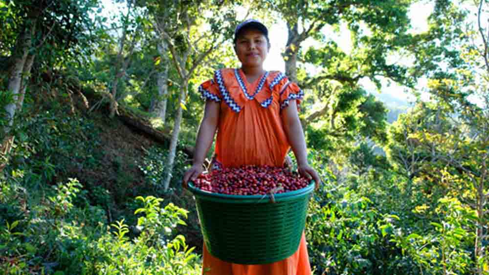 এসমারাল্ডা গেইসা: পানামার উত্তরেই শুধুমাত্র এই কফির চাষ হয়। ভারতীয় মুদ্রায় প্রতি কিলোগ্রামের দাম প্রায় ২২,০০০ টাকার কাছাকাছি।