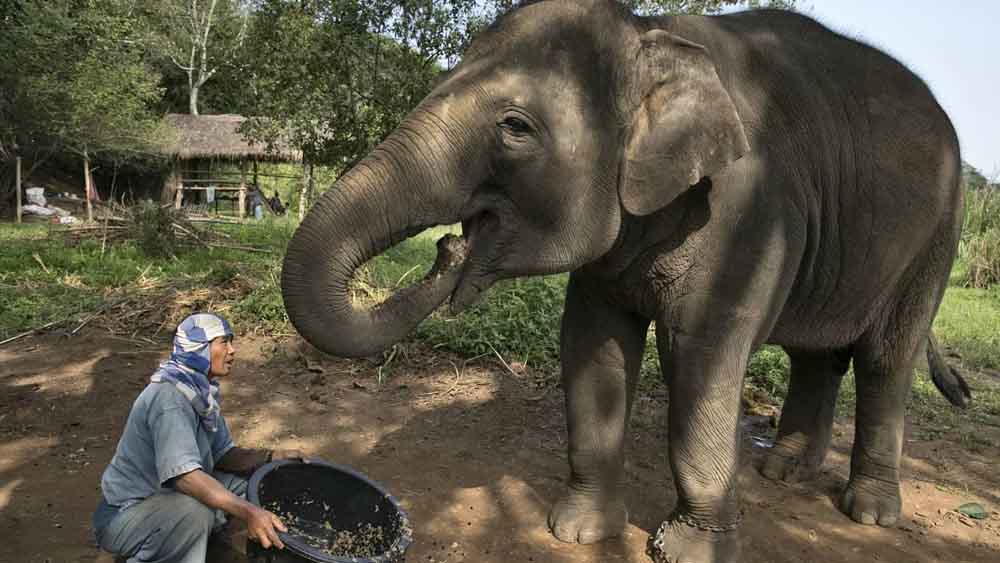 ব্ল্যাক আইভোরি কফি: তাইল্যান্ডের এই কফিটি চাষের পদ্ধতি অদ্ভুত। হাতিদের এই কফি খাওয়ানো হয়। হাতির পেটে কফির দানার সঙ্গে হাতির পাচন রস মেশে। তার পরে সেই দানা যখন হাতির মলের সঙ্গে বেরিয়ে আসে, সেটি সাফ করে বিক্রি করা হয়। ভারতীয় মুদ্রায় প্রতি কিলোগ্রামের দাম ৯০,০০০ টাকার কাছাকাছি।
