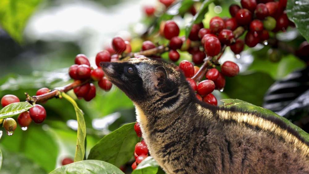কোপি লুয়াক: ইন্দোনেশিয়ার এই কফিটিও ব্ল্যাক আইভোরি কফির কায়দােই চাষ করা হয়। শুধু হাতির বদলে এখানে থাকে বিশেষ প্রজাতির ভামবিড়াল। তারা বেছে বেছে সবচেয়ে মিষ্টিদানাগুলিই খায়। ভারতীয় মুদ্রায় এই কফির প্রত্যেক কিলোগ্রামের দাম প্রায় ১,০০,০০০ টাকার উপর।