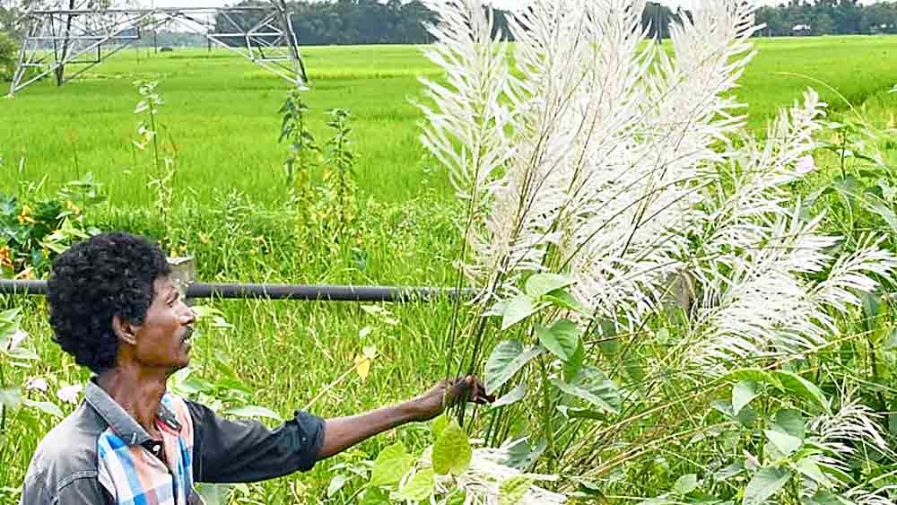 ক্যাপশন- মাঠের ধারে সাফাই চলছে মকবুল হকের। ময়নাগুড়িতে।ছবি: দীপঙ্কর ঘটক