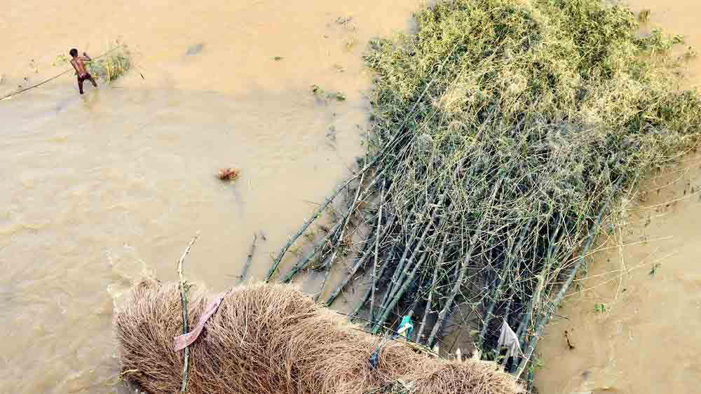 ভাসছে বাঁশঝাড়। বাঁকুড়ার সোনামুখীর শালি নদীতে। ছবি: শুভ্র মিত্র