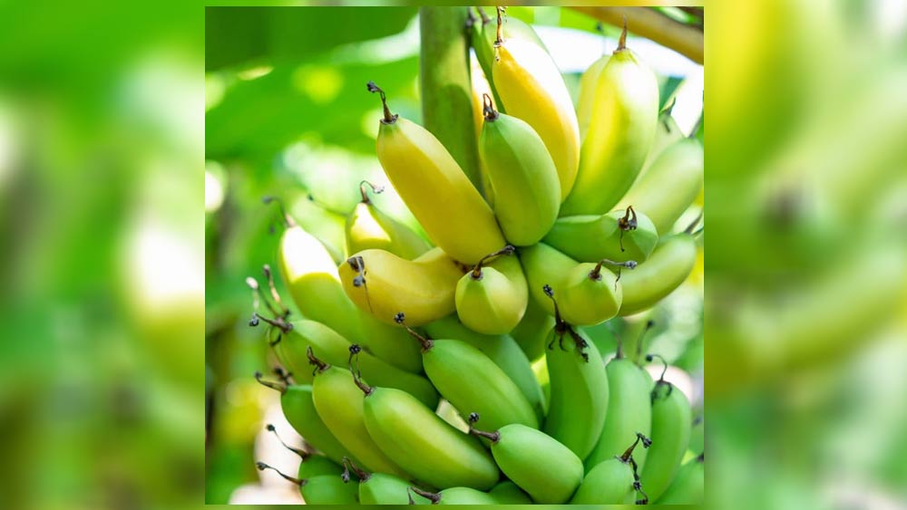 তেমনই একটি হল মর্তমান কলা। মাঝারি আকারের এই কলা স্বাদে অত্যন্ত মিষ্টি। প্রিয় এই ফলটির ইতিহাস নিয়ে কখনও ভেবে দেখেছেন? জানেন কি মর্তমান কলার এমন নাম কেন?