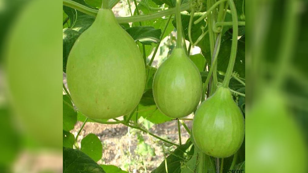 সম্প্রতি স্টেডিয়ামের একটি ভিডিয়ো ছড়িয়ে পড়েছে, যা দেখে আঁতকে উঠতে হয়। তাতে দেখা গিয়েছে, মাঠের মধ্যেই গজিয়ে উঠেছে লঙ্কা, লাউয়ের গাছ, ফলে রয়েছে ফসলও। কোটি কোটি টাকা খরচ করে বানানো স্টেডিয়ামের এই হাল কেন হল সে বিষয়ে অবশ্য মুখে কুলুপ এঁটেছেন স্টেডিয়ামের দায়িত্বে থাকা আধিকারিকরা।