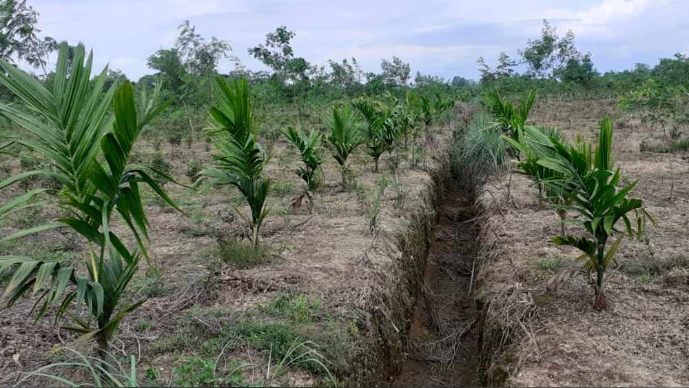 ১৭ বছরেও নিজের লক্ষ্য থেকে বিচ্যুত হননি তিনি। জমির কাগজপত্র সব এখনও নিজের কাছে গুছিয়ে রেখেছেন। ঝোড়া বেচে অল্প অল্প করে টাকা জমাচ্ছেন। জীবনের একটিই লক্ষ্য, জমি এক দিন ফেরাতেই হবে।