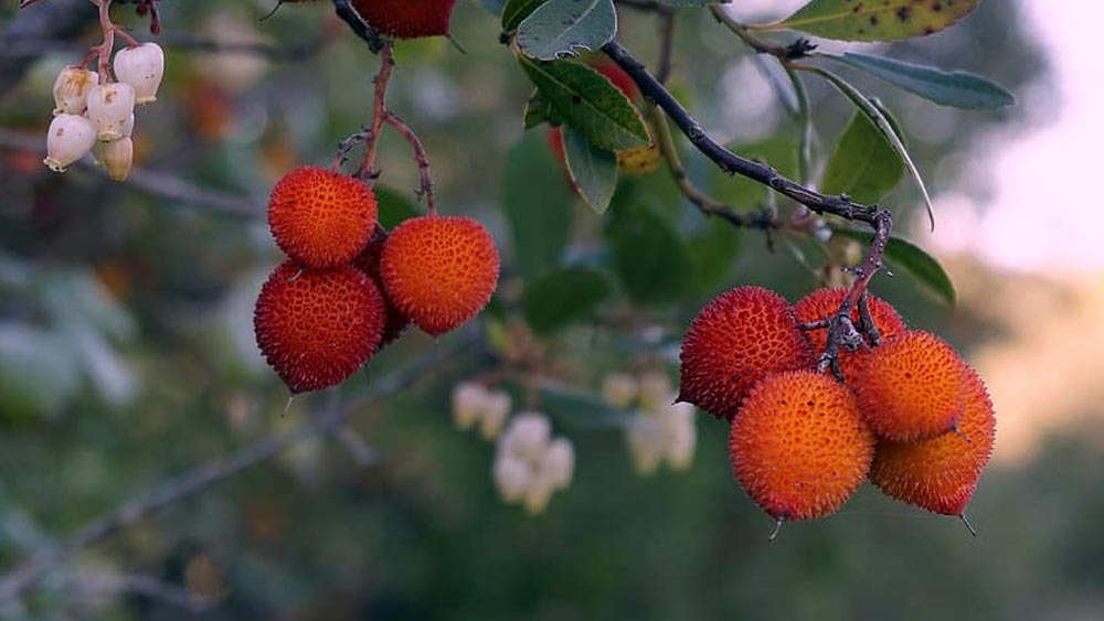 কখনও ঝরে পড়া ফল খেয়ে নেন। আজ পর্যন্ত গাছের একটি পাতাও ছেড়েননি তিনি। কোনও প্রাণীকে হত্যাও করেননি। বন দফতর তাই তাঁকে জঙ্গলের রক্ষক বলেই মনে করে।