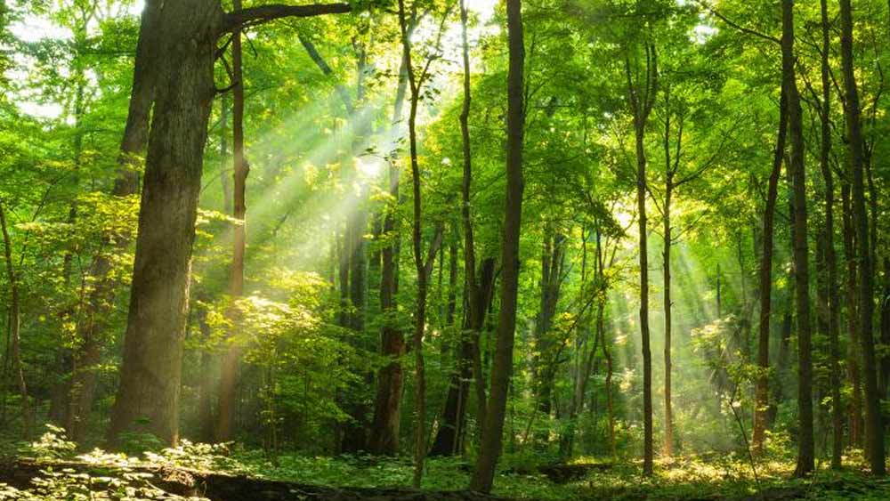 ওই গ্রামে দেড় একরের একটি চাষের জমি ছিল চন্দ্রশেখরের। জমিতে সুপারি চাষ করতেন তিনি। ২০০৩ সালে চাষের জন্য ব্যাঙ্ক থেকে ৪০ হাজার টাকা ঋণ নিয়েছিলেন। কিন্তু সময়ে শোধ করতে পারেননি। এর পরই তাঁর জমি বাজেয়াপ্ত করে ব্যাঙ্ক। দুঃখে, রাগে সে দিনই ঘর ছেড়েছিলেন চন্দ্রশেখর। নিজের অ্যাম্বাসাডর চালিয়ে বোনের বাড়ি গিয়ে উঠেছিলেন।