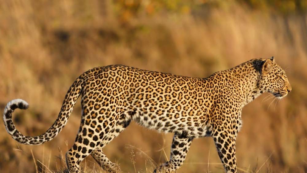 এই জঙ্গলে বিষধর সাপ, চিতাবাঘ, বাইসন, বুনো শূকর, হাতি সবই রয়েছে। কিন্তু কখনও চন্দ্রশেখরর উপর হামলা করেনি তারা। এমনকি জঙ্গলে এ ভাবে আশ্রয় নেওয়া বেআইনি হওয়া সত্ত্বেও বন দফতর তাঁকে কিছু বলে না। কারণ, চন্দ্রশেখর কোনও প্রাকৃতিক সম্পদ নষ্ট করেন না। পেট চালানোর জন্য জঙ্গলের শুকিয়ে যাওয়া লতা দিয়ে ঝোড়া বানান। পাশের গ্রামের বাজারে সেই ঝোড়া বিক্রি করে চাল, ডিল, সব্জি কিনে আনেন তিনি।