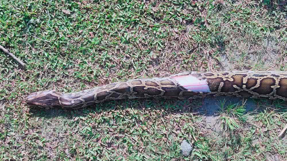 দু্র্ঘটনার জেরে আহত হয় সাপটি।