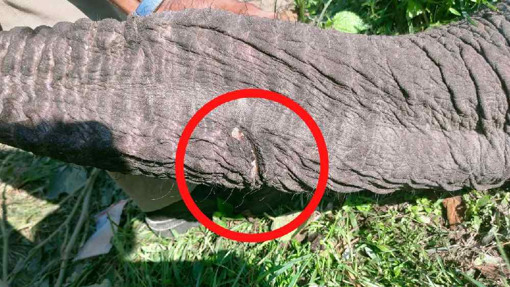 পশু চিকিৎসকরা জানান, হাতিটির অস্বাভাবিক মৃত্যু হয়েছে। তার শুঁড়ে একটি গভীর ক্ষত রয়েছে। বিদ্যুতের তার থেকে এই ধরনের ক্ষত তৈরি হতে পারে।