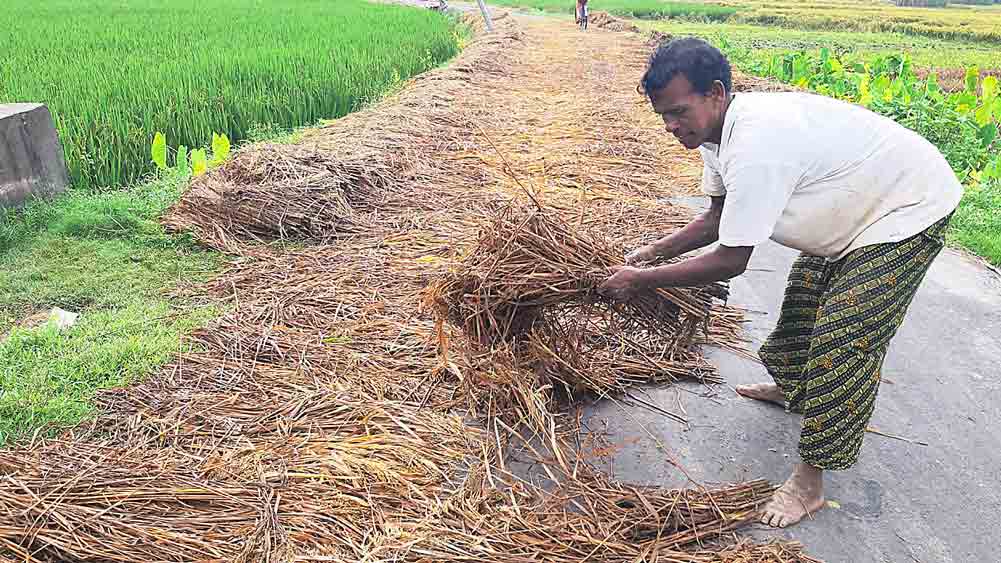  নানুরে জলে ভেজা ধান রাস্তায় শুকোতে দিচ্ছেন চাষি। 