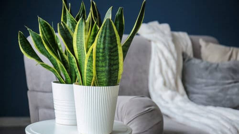 স্নেক প্ল্যান্ট।