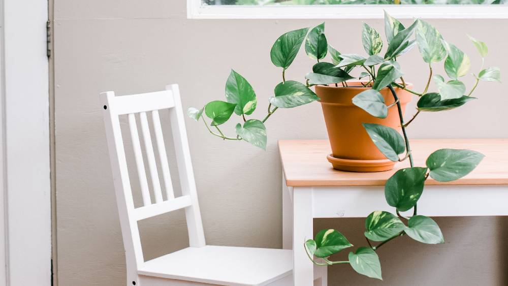 মানি প্ল্যান্ট।