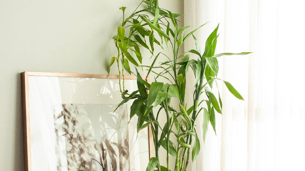 ব্যাম্বু প্ল্যান্ট।