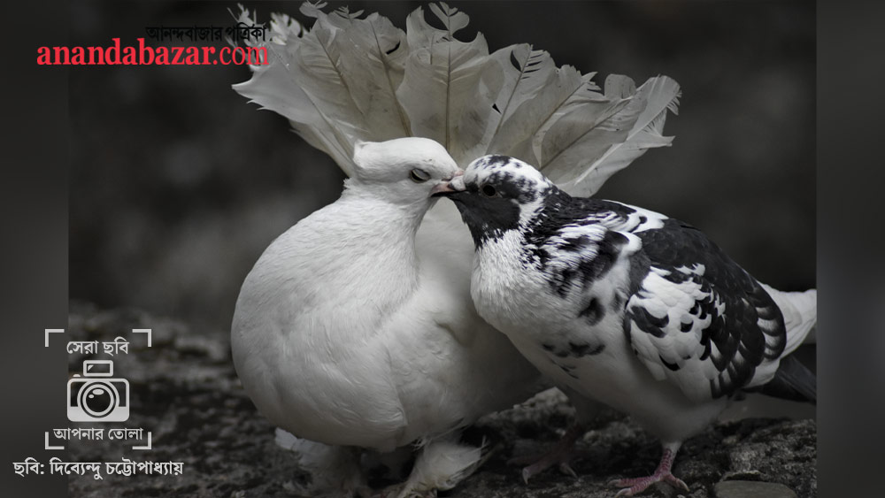 ছবিটি তুলেছেন: দিব্যেন্দু চট্টোপাধ্যায়