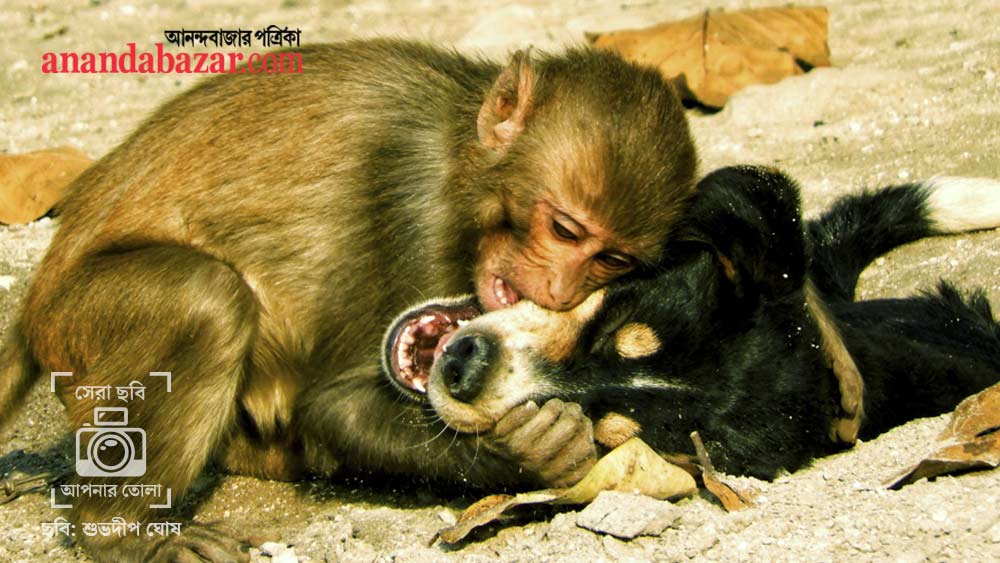 ছবিটি তুলেছেন: শুভদীপ ঘোষ