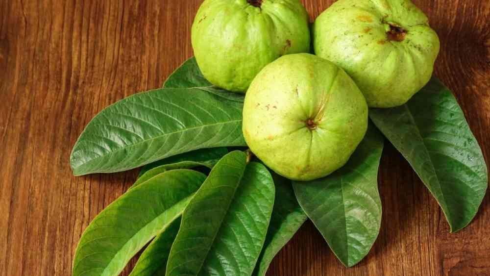 দাঁতের ব্যথা কমাতে কয়েকটি পেয়ারা পাতা ভাল করে ধুয়ে নিয়ে চিবিয়ে নিন।
