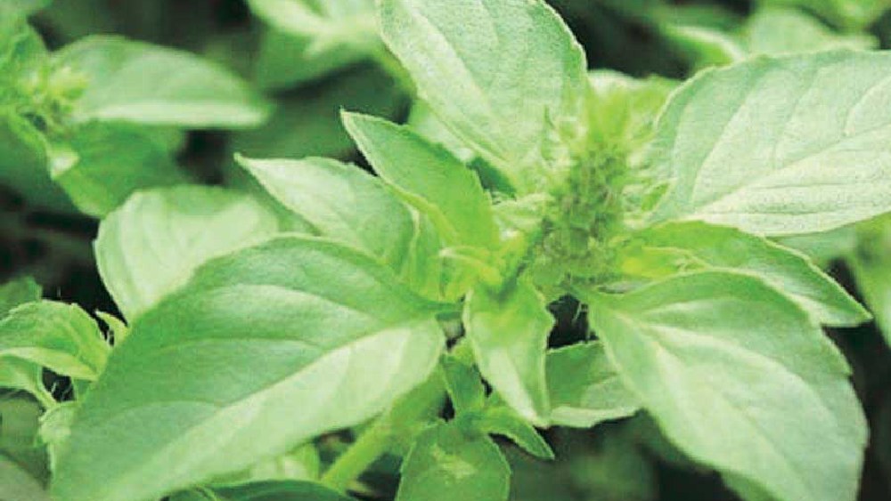 যদি রোজ দিন শুরু করা যায় ৪টি তুলসী পাতা খেয়ে, তা হলে নানা ভাবে উপকার হতে পারে শরীরের। 