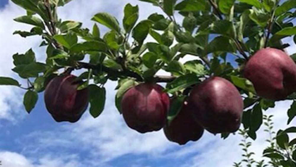 আরকানসাস ছাড়াও তিব্বতেও এ রকম কালো আপেল পাওয়া যায়। কালো আপেল দুর্লভ। বাজার চলতি আপেলের মতো এই প্রজাতির আপেলের ফলন তুলনামূলক কম। পাঁচ থেকে ছয় বছর লাগে এই আপেল ফলতে।