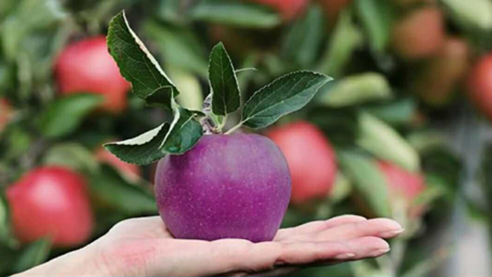 ভিতরের অংশ অন্যান্য আপেলের মতোই সুস্বাদু। ভিতরের অংশের রঙেরও কোনও পরিবর্তন হয় না।