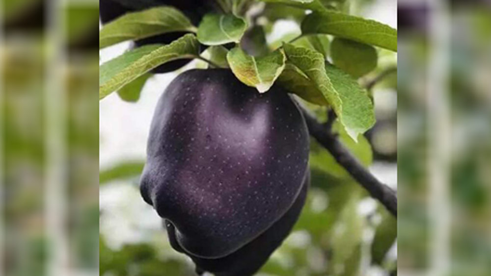 আপেলের ত্বকে এর ব্যাপক প্রভাব পড়ে। ত্বক ক্রমশ কালো হয়ে ওঠে। এই কালো ত্বকই ভিতরের অংশকে অতি বেগুনি রশ্মির হাত থেকে রক্ষা করে বলে বিশেষজ্ঞদের মত।