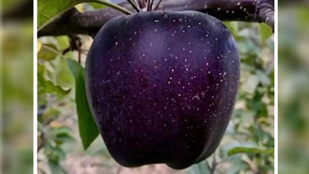 কেন এমন অদ্ভুত রং? বিশেষজ্ঞদের মতে, আরকানসাসেস জলবায়ুর কারণেই এমন কালো রং আপেলগুলির। এই অঞ্চলের ভৌগলিক অবস্থান এমনই যার ফলে নাকি দিনের বেলা প্রচুর পরিমাণে অতি বেগুনি রশ্মি পড়ে। আর রাত হলেই তাপমাত্রা আশ্চর্যজনক ভাবে কমে যায়।