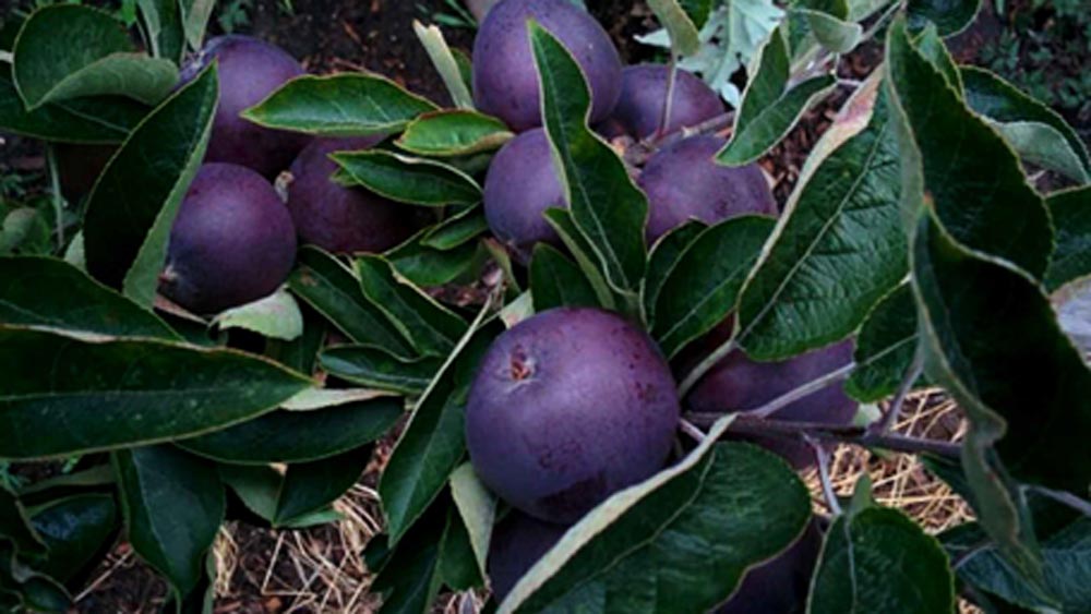 রূপকথা নয়, বাস্তবের মাটিতেই ফলে এই আপেল। দক্ষিণ আমেরিকার আরকানসাসে গেলেই এই কালো আপেল বাগানের দেখা মিলবে। স্বাদে হুবহু আপেল, শুধু রং কালো।