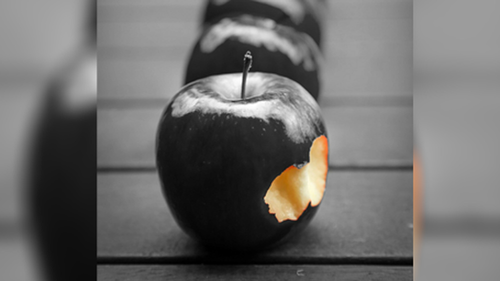 ঠিক যেন রূপকথা। গাছে ফলে রয়েছে থোকা থোকা আপেল। কিন্তু রং কুচকুচে কালো। কোনও অশুভ শক্তি প্রভাব খাটিয়ে যেন তার রং কালো করে দিয়েছে, ঠিক যেমন রূপকথায় হয়ে থাকে।