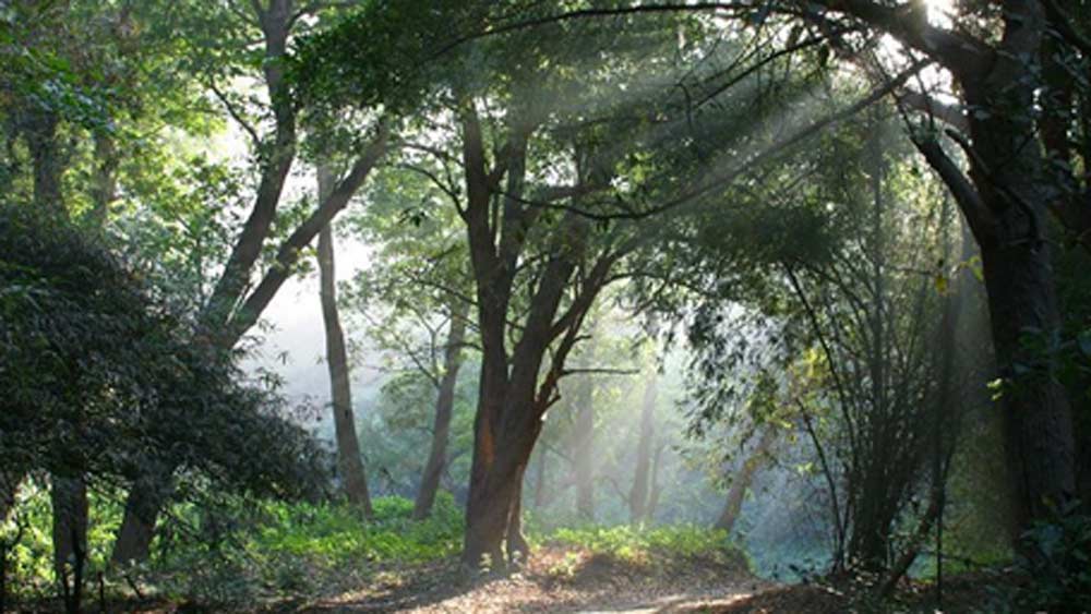 বেশি দিন সেখানেও ঠাঁই হয়নি তাঁর। তার পরই গ্রামের পাশে জঙ্গলে আশ্রয় নেন। একটি কালো প্লাস্টিক দিয়ে অ্যাম্বাসাডরের উপর ছাউনি করেন। কখনও গাড়ির ভিতরে আবার কখনও গাড়ির উপরে ঘুমিয়ে রাত কাটিয়ে দেন তিনি। সঙ্গে রয়েছে তাঁর একটি সাইকেলও।