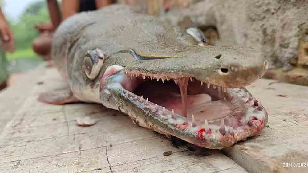 এই মাছ ঘিরেি চাঞ্চল্য।