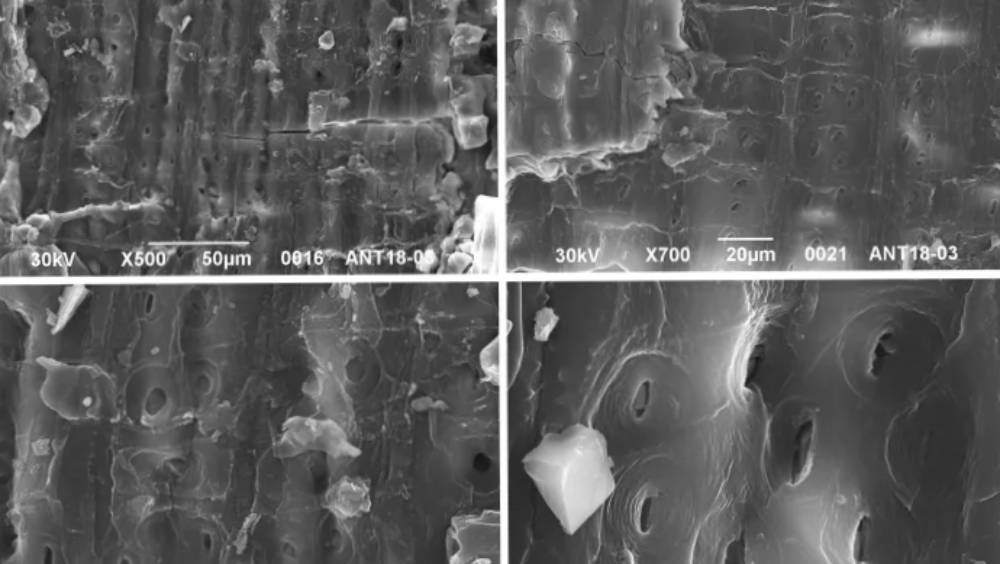 পরীক্ষার পর সেই চারকোল। ছবি- ‘পোলার রিসার্চ’ জার্নালের সৌজন্যে।