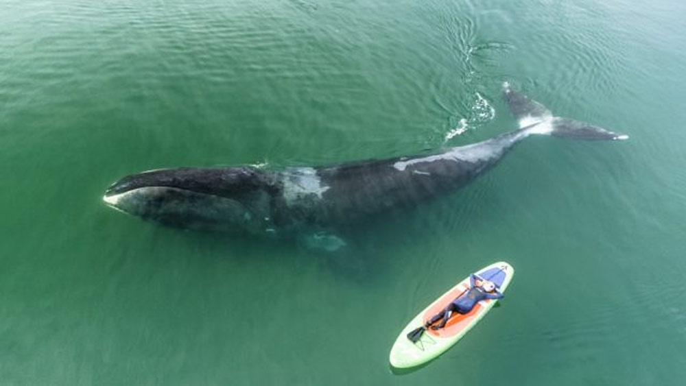 অনেকেই তিমির দেখা পাওয়ার স্বপ্ন দেখেন। এই মহিলাকে সে স্বপ্ন দেখতে হয়নি। স্বয়ং তিমিই তাঁকে দেখা দিয়ে গিয়েছিল। রাশিয়ার ওখোটস্ক-এর সমুদ্রে তোলা ছবি। ছবি সৌজন্য: মাইক করোসটেলেভ, সিয়েনা ইন্টারন্যাশনাল ফটো অ্যাওয়ার্ড ২০২১।