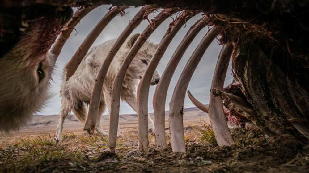 মাস খানেক আগে শিকার করা হয়েছিল এই প্রাণীটিকে। পেট ভরে খেয়ে তখনের মতো চলে গিয়েছিল শিকারিরা। কিন্তু ফেলে যাওয়া শিকারকে ভুলে যায়নি। চিত্রগ্রাহকও সেই মুহূর্তের সন্ধানে ক্যামেরা তাক করে বসেছিলেন মাঝের এই দীর্ঘ সময়। একমাস পর শরীরে পচন ধরা শিকারকে খেতে ফের ফিরে আসে দশ নেকড়ের একটি দল। ক্যামেরা তখন লুকনো ছিল শিকারের পাঁজরের হাড়ের মধ্যে।  ছবি সৌজন্য: রোনান ডোনোভ্যান, সিয়েনা ইন্টারন্যাশনাল ফটো অ্যাওয়ার্ড ২০২১।