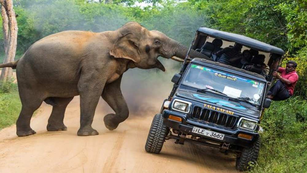 ছবিটির ক্যাপশন ‘এটা আমার জঙ্গল’। একটি বন্য হাতি গাড়ি ভর্তি পর্যটককে হামলা করেছিল। শ্রীলঙ্কার ইয়ালা জাতীয় অরণ্যে ছবিটি তোলা। এই ছবির মাধ্যমে চিত্রগ্রাহকের বার্তা, ‘প্রকৃতিকে সম্মান করা উচিত। জঙ্গলে গিয়ে ঝুঁকিপূর্ণ কাজ না করাই শ্রেয়। বন্যপ্রাণীদের সমস্যা তৈরি হয় এ রকম কিছু যেন না করি, সে বিষয়ে অতি সতর্ক থাকা প্রয়োজন আমাদের।’ ছবি সৌজন্য: সিয়েনা ইন্টারন্যাশনাল ফটো অ্যাওয়ার্ড ২০২১।