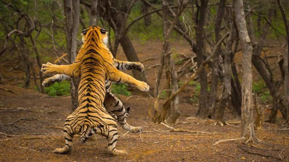 ভারতের রণথোম্বর জাতীয় অরণ্য। দুই বাঘের লড়াই। চিত্রগ্রাহকের বার্তা, ‘সৌভাগ্য, যে তাদের একটি ফ্রেমে আনতে পেরেছি আমি। ছবিটি দেখে মনে হতে পারে সাত পায়ের একটি বাঘ।’ এই জন্যই ছবির ক্যাপশনে তিনি লিখেছেন, ‘ঈশ্বর’। ছবি সৌজন্য: রাহুল সচদেব, সিয়েনা ইন্টারন্যাশনাল ফটো অ্যাওয়ার্ড ২০২১।