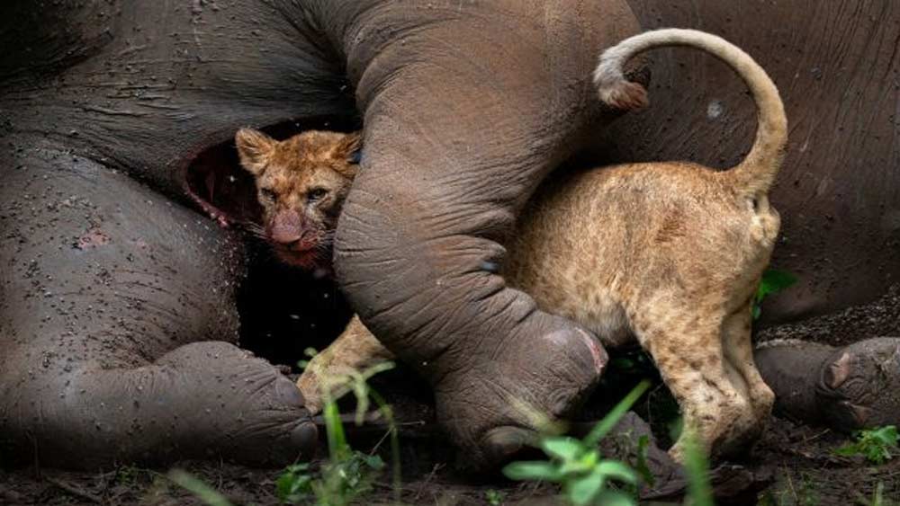 সিংহটিকে জড়িয়ে ঘুমোচ্ছে না হাতিটি। সিংহটির শ্বাসরোধ করে মারা চেষ্টাও করছে না। বরং সিংহের সামনে না চাইতেই বড় সুযোগ এনে দিয়েছে সে। রোগাক্রান্ত হয়ে হাতিটির মৃত্যু ঘটেছে আগেই। সিংহের কাছে তাই অফুরন্ত খাবারের সম্ভার। একটি স্ত্রী সিংহের রোজ অন্তত পাঁচ কেজি এবং পুরুষ সিংহের সাত কেজি মাংসের প্রয়োজন। হাতি ওজন এর চেয়ে অনেক বেশি। ছবি সৌজন্য: রোয়ি গালিটজ্, সিয়েনা ইন্টারন্যাশনাল ফটো অ্যাওয়ার্ড ২০২১।