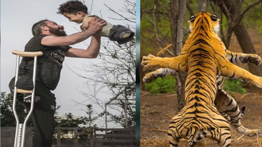 জঙ্গল সাফারিতে গিয়ে যদি ভয়ঙ্কর বিপদে পড়েন! একটি দাঁতাল তার শক্তিশালী শুঁড় দিয়ে যদি আপনার গাড়ি উল্টে দিতে সচেষ্ট হয়! এ রকম ঘটনার ভেবেই শিউরে উঠতে হয়। বাস্তবে এ রকম অভিজ্ঞতার সাক্ষী যাঁরা হয়েছেন, তাঁদের কাছে সেই দিন সারাজীবন দুঃস্বপ্ন হয়েই রয়ে যাবে। প্রাণ হাতে নিয়ে ওয়াইল্ড লাইফ চিত্রগ্রাহকেরা সেই সমস্ত মুহূর্ত আমাদের কাছে পৌঁছে দেন। দাঁতালের আক্রমণ হোক বা হাঙরের হামলা কিংবা দুই বিশালাকার বাঘের এলাকা দখলের লড়াই— সেই সমস্ত ছবি দেখে শিউরে উঠবেন।