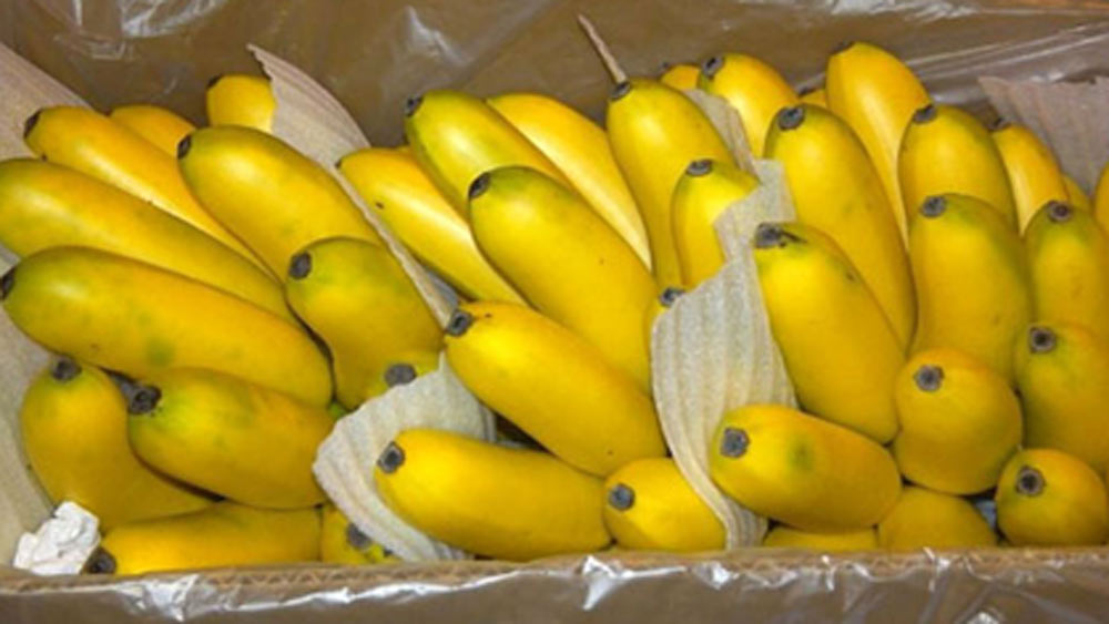 কলা যেমন পুষ্টিকর, তেমনই সুস্বাদু। কাঁচকলার কোফতা থেকে পাকা কলার মিষ্টি বড়া, রসনা তৃপ্তিতেও কম যায় না এই ফল। প্রাতরাশে অনেকেরই সঙ্গী হয়ে উঠেছে কলা।