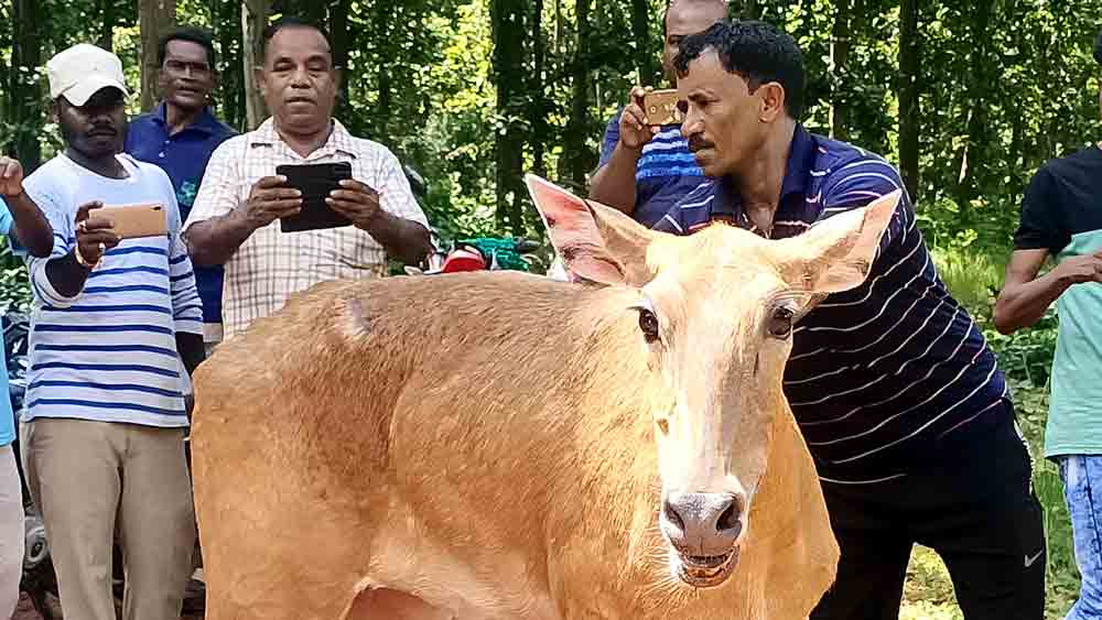 Nilgai got rescued from Bishnupur