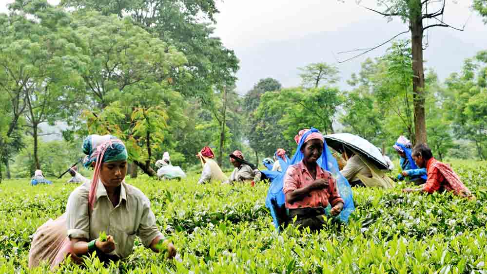 18th December is the last date for gathering of tea leaves