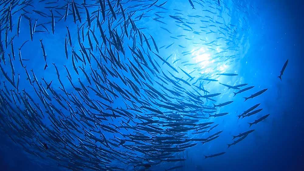 এই মাছের ঔষধি গুণ থাকাতেই এর মূল্য এত বেশি। মাছ ব্যবসায়ীদের কাছ থেকে ওষুধ উৎপাদন সংস্থাগুলি এই মাছ কিনে নেয়। তারপর এর দেহের প্রায় প্রতিটি অংশ দিয়েই তৈরি হয় ওষুধ।