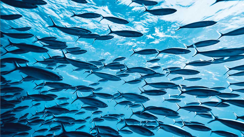 এ ছাড়াও প্রচুর পরিমাণে খনিজ পদার্থ, ভিটামিন রয়েছে এই সামুদ্রিক মাছে। অস্ত্রপচারের পর দেহের সঙ্গে মিশে যাওয়া সেলাইয়ের সুতো তৈরিতেও ব্যবহার করা হয় এই মাছের শরীরের অংশ।